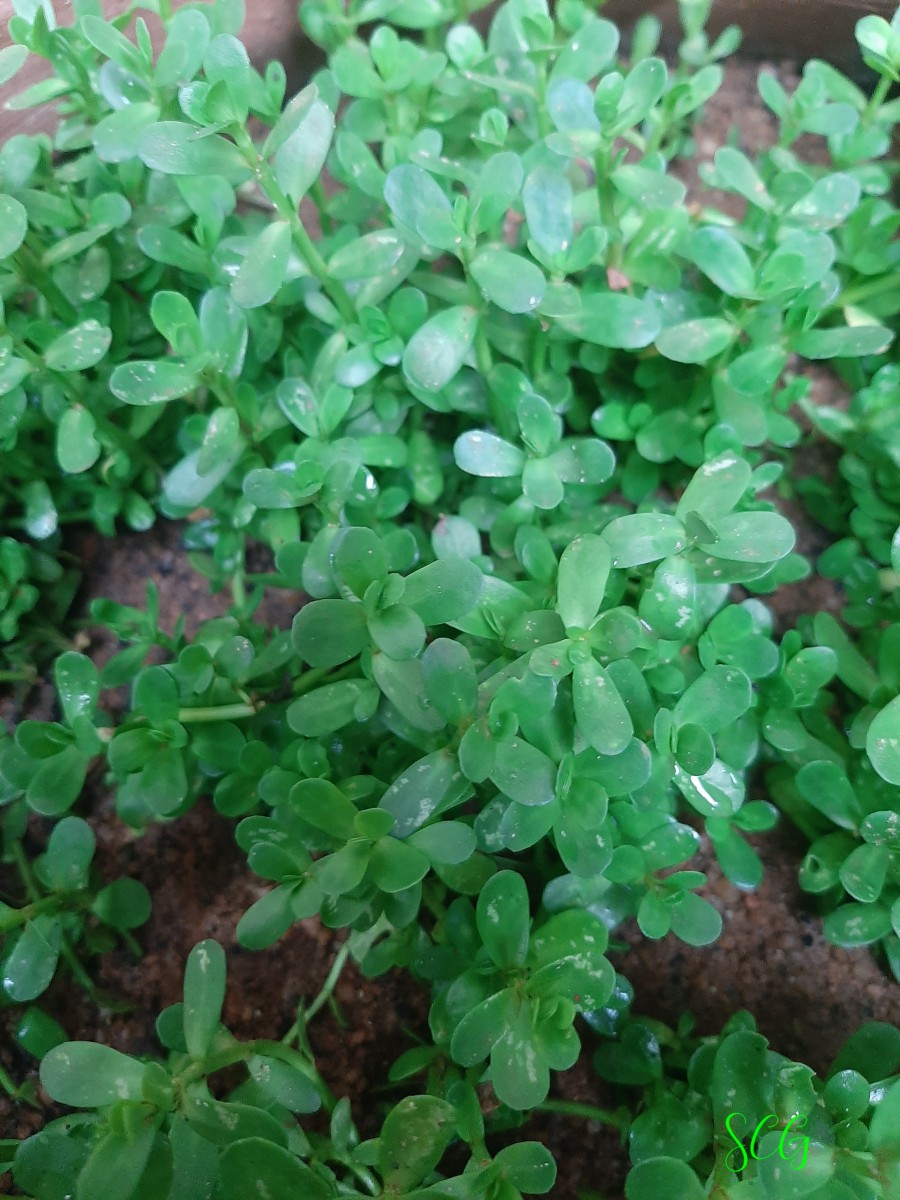 Bacopa monnieri (L.) Wettst.